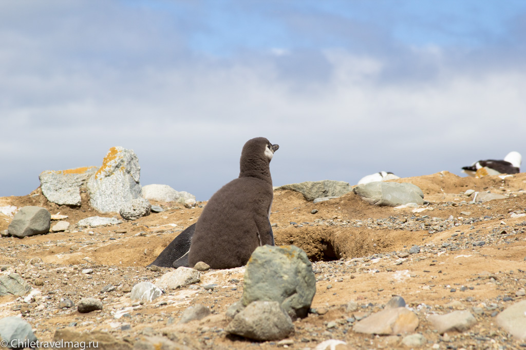 Пигвины на острове Магдалена в Чили - отзыв о поездке