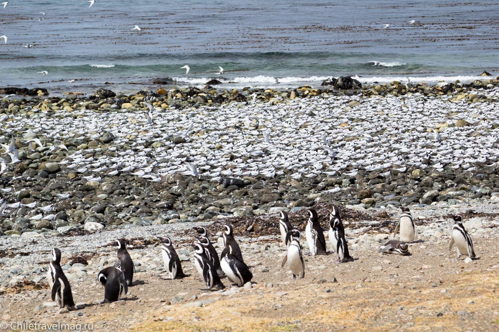 пигвины на острове Магдалена в Чили - фото и отзыв о поездке