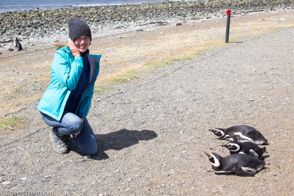пигвины на острове Магдалена в Чили - фото и отзыв о поездке