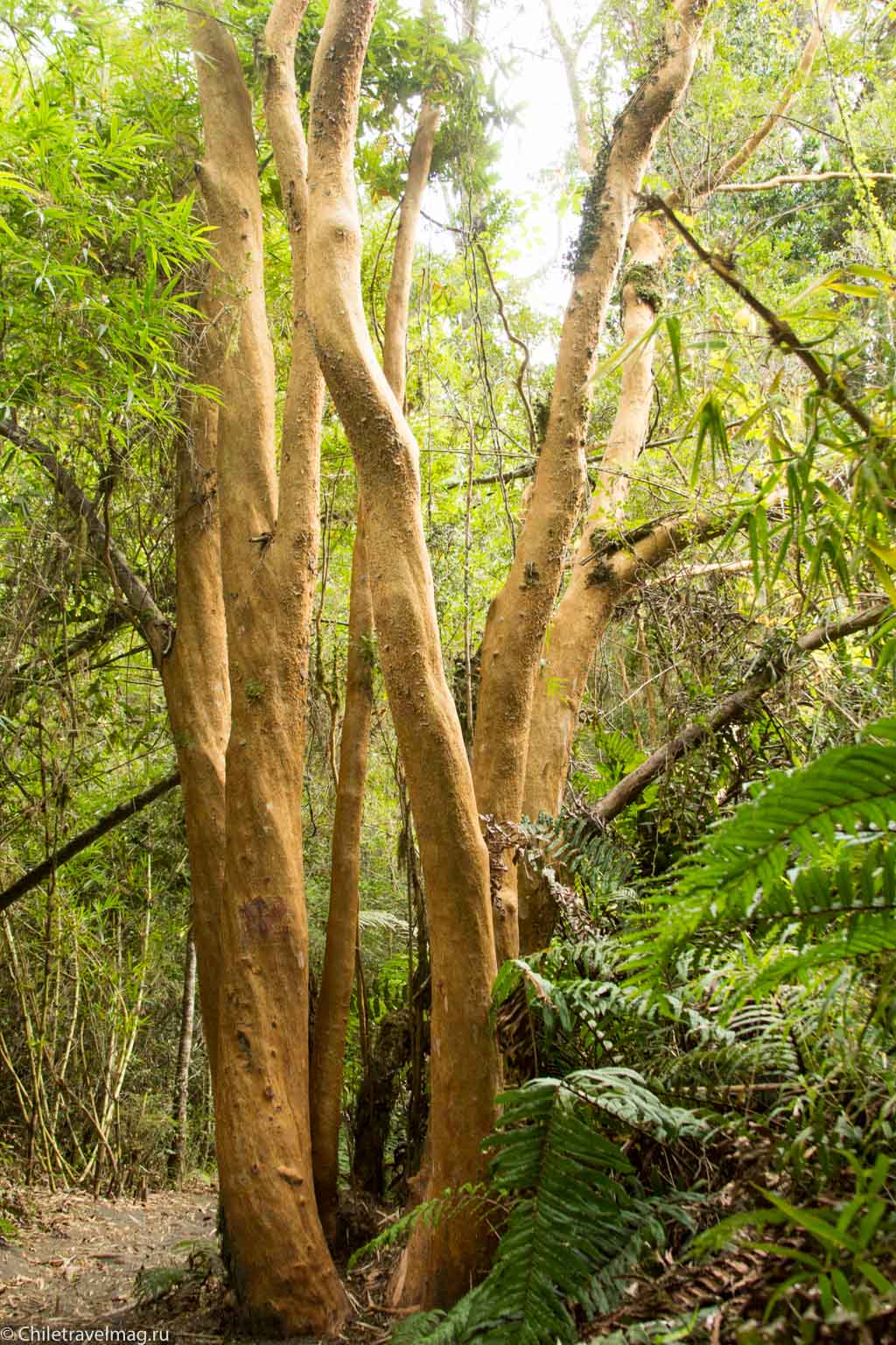 arturo-perez-rozales-park-saltos-petrohue-puerto-varas-chiletravelmag-blog-34