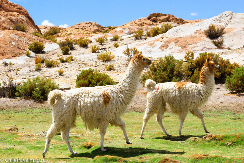 Valle de las Rocas поездка в Боливию отчет в блоге Chiletravelmag.ru -1
