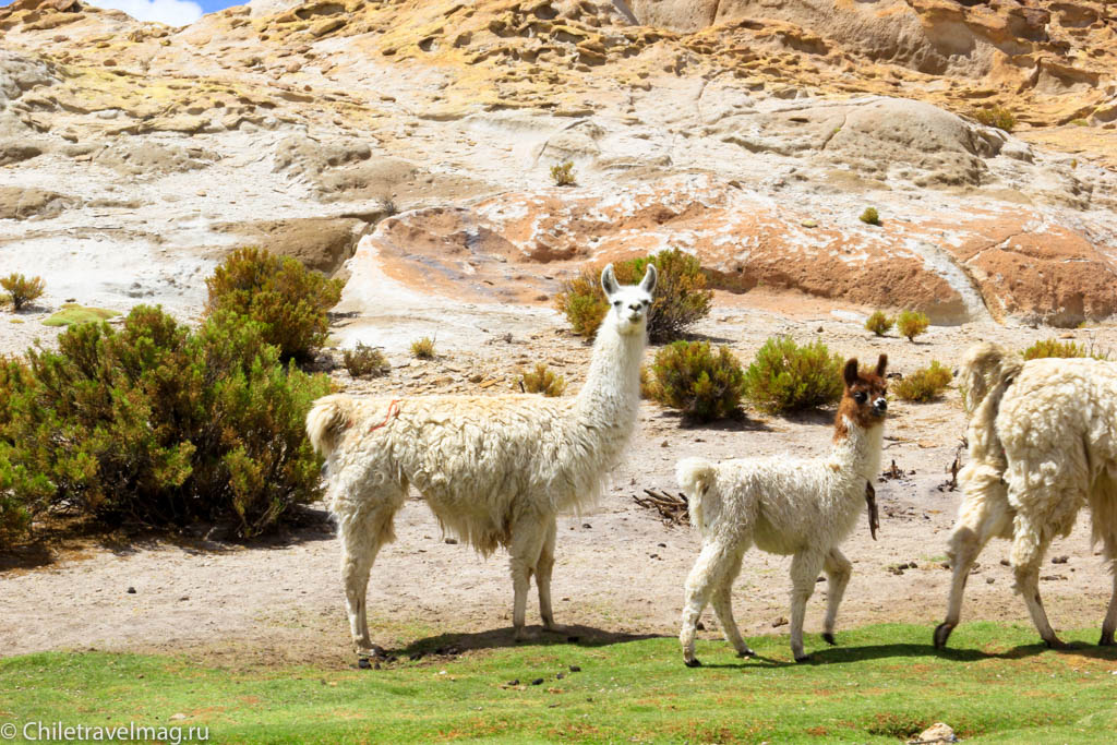 Valle de las Rocas поездка в Боливию отчет в блоге Chiletravelmag.ru -2
