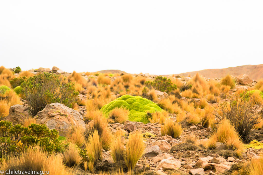Поездка в Боливию, Тур в Боливию, отзыв в блоге, долина Лас Рокас в Боливии-1