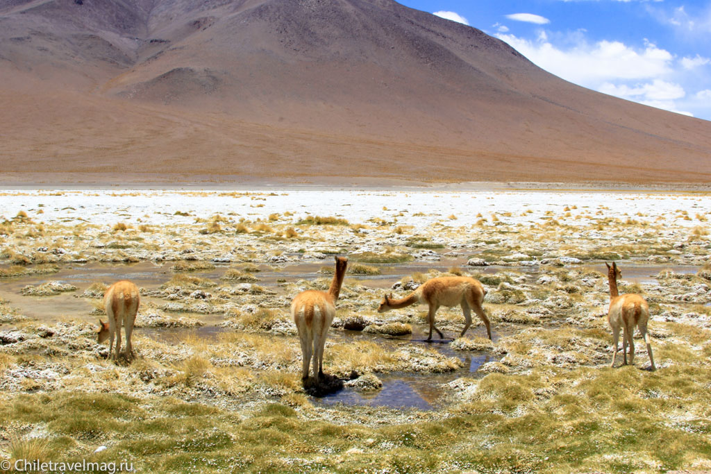 Тур в Боливию-лагуны-альтиплано-Боливия-отчет-в-блоге-Chiletravelmag-39