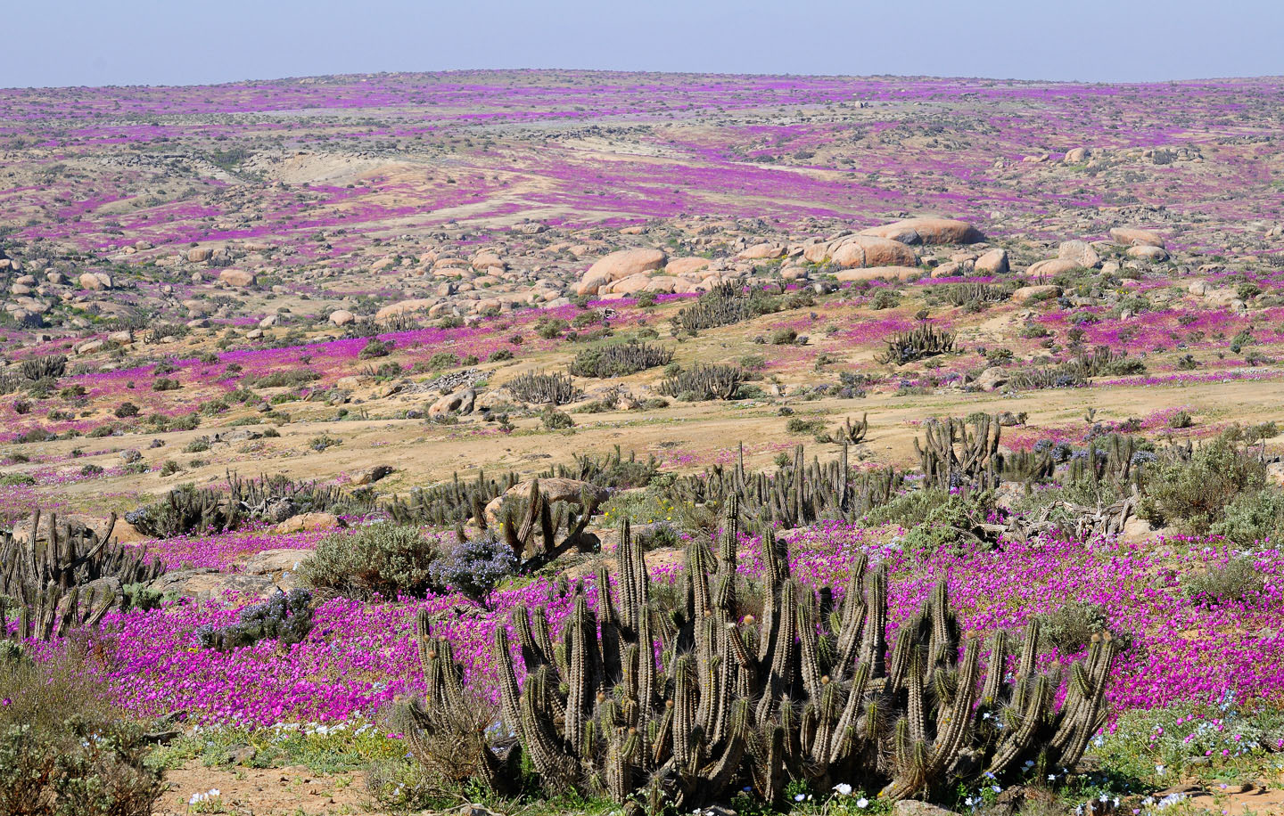 Растительный мир пустыни Атакама