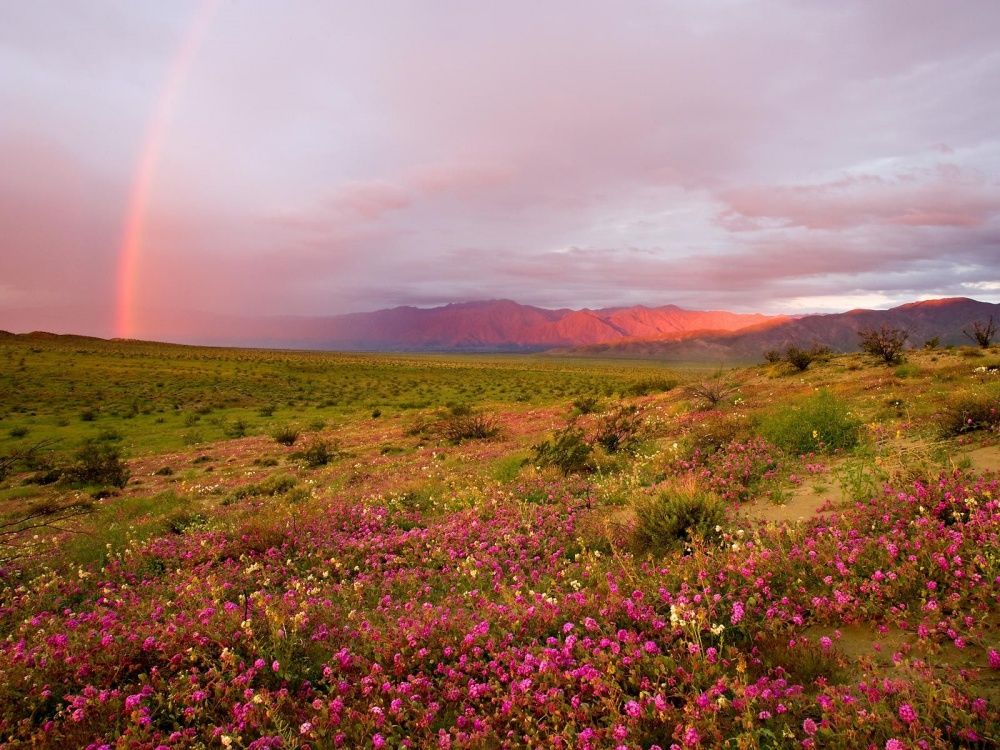 цветущая пустыня Атакама Чили