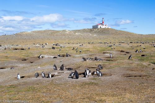 тур в Патагонию Чили пингвины