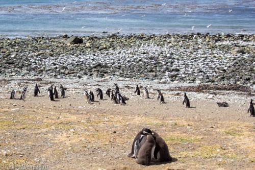 Пингвины на острове Магдалена