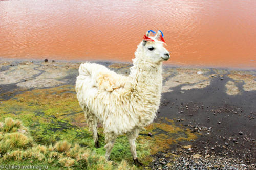 Поездка в Боливию Лагуна Колорада отзыв в блоге-7
